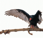 Photodisc Object Series: Lions, Tigers and Bears 