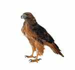 Photodisc Object Series: Lions, Tigers and Bears 