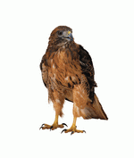 Photodisc Object Series: Lions, Tigers and Bears 