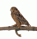 Photodisc Object Series: Lions, Tigers and Bears 