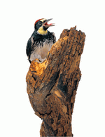 Photodisc Object Series: Lions, Tigers and Bears 