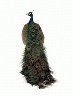 Photodisc Object Series: Lions, Tigers and Bears 