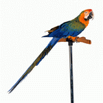 Photodisc Object Series: Lions, Tigers and Bears 