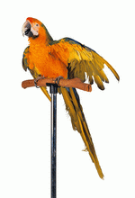 Photodisc Object Series: Lions, Tigers and Bears 