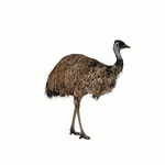 Photodisc Object Series: Lions, Tigers and Bears 