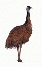 Photodisc Object Series: Lions, Tigers and Bears 