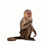 Photodisc Object Series: Lions, Tigers and Bears 