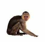 Photodisc Object Series: Lions, Tigers and Bears 