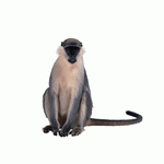 Photodisc Object Series: Lions, Tigers and Bears 