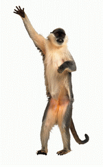 Photodisc Object Series: Lions, Tigers and Bears 