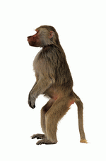 Photodisc Object Series: Lions, Tigers and Bears 