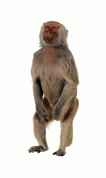 Photodisc Object Series: Lions, Tigers and Bears 