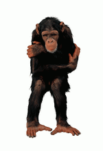 Photodisc Object Series: Lions, Tigers and Bears 