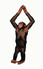 Photodisc Object Series: Lions, Tigers and Bears 