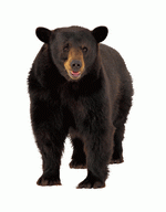 Photodisc Object Series: Lions, Tigers and Bears 