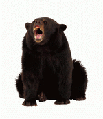 Photodisc Object Series: Lions, Tigers and Bears 