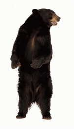 Photodisc Object Series: Lions, Tigers and Bears 