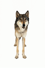 Photodisc Object Series: Lions, Tigers and Bears 