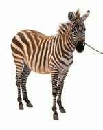 Photodisc Object Series: Lions, Tigers and Bears 