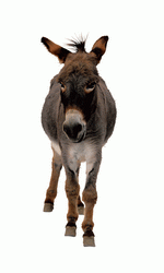 Photodisc Object Series: Lions, Tigers and Bears 