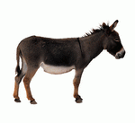 Photodisc Object Series: Lions, Tigers and Bears 