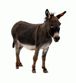 Photodisc Object Series: Lions, Tigers and Bears 