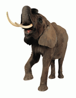 Photodisc Object Series: Lions, Tigers and Bears 