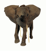 Photodisc Object Series: Lions, Tigers and Bears 