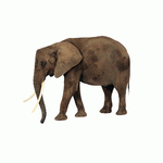 Photodisc Object Series: Lions, Tigers and Bears 