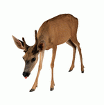 Photodisc Object Series: Lions, Tigers and Bears 