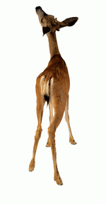 Photodisc Object Series: Lions, Tigers and Bears 