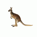 Photodisc Object Series: Lions, Tigers and Bears 