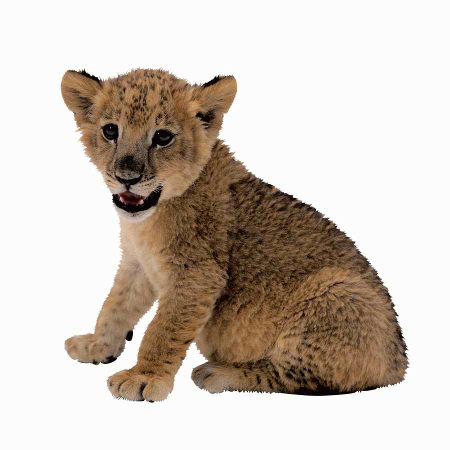 Lions, Tigers and Bears - Photodisc Object Series ></a>
<script language=JavaScript> 
  var txt = 