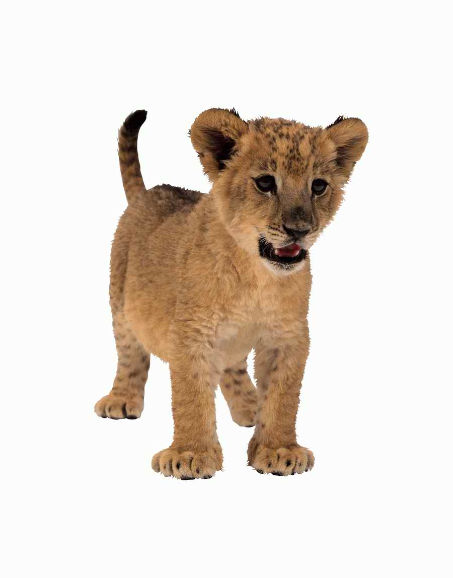 Lions, Tigers and Bears - Photodisc Object Series ></a>
<script language=JavaScript> 
  var txt = 