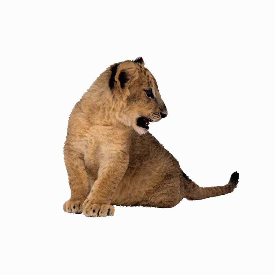 Lions, Tigers and Bears - Photodisc Object Series ></a>
<script language=JavaScript> 
  var txt = 