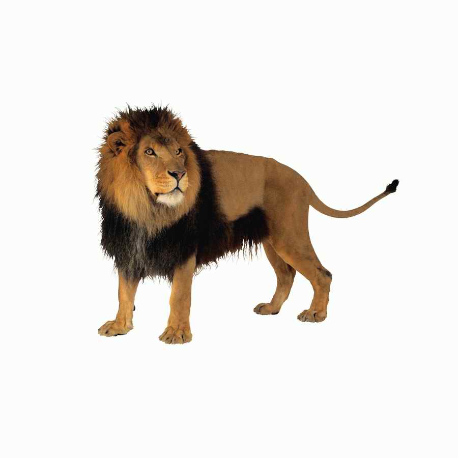 Lions, Tigers and Bears - Photodisc Object Series ></a>
<script language=JavaScript> 
  var txt = 