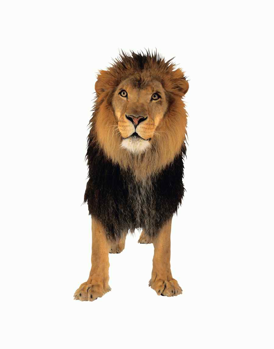 Lions, Tigers and Bears - Photodisc Object Series ></a>
<script language=JavaScript> 
  var txt = 