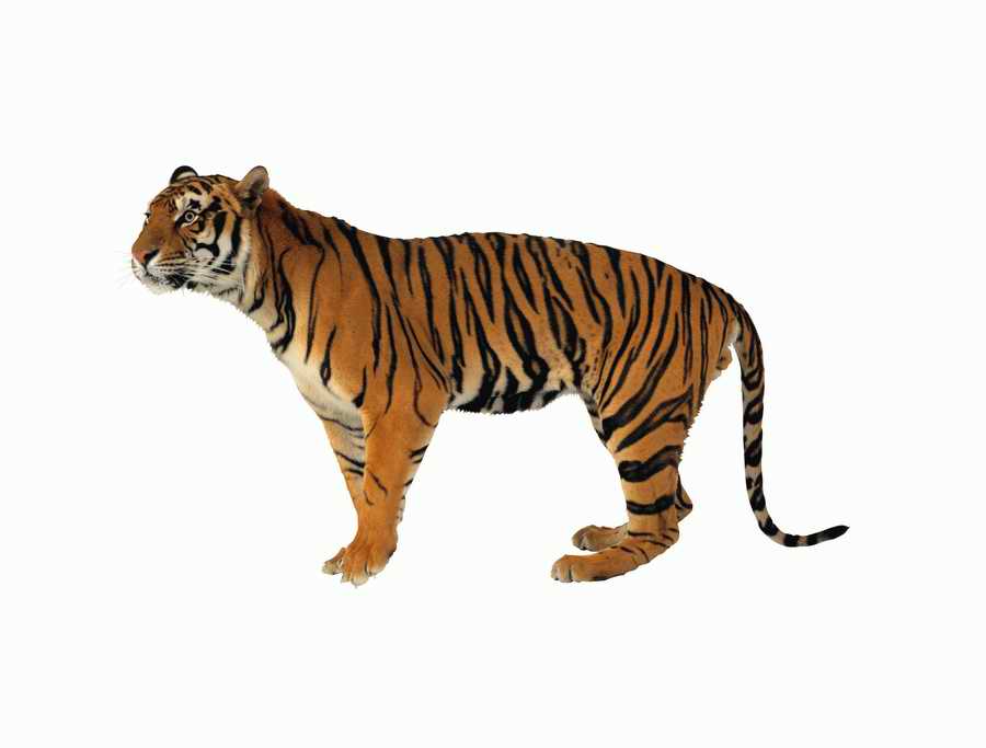 Lions, Tigers and Bears - Photodisc Object Series ></a>
<script language=JavaScript> 
  var txt = 