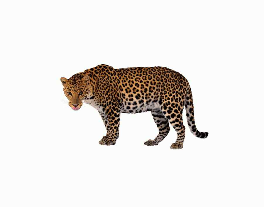 Lions, Tigers and Bears - Photodisc Object Series ></a>
<script language=JavaScript> 
  var txt = 