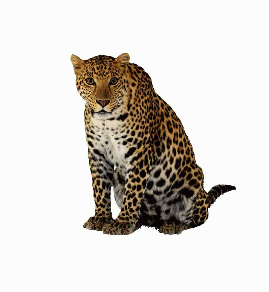 Lions, Tigers and Bears - Photodisc Object Series ></a>
<script language=JavaScript> 
  var txt = 