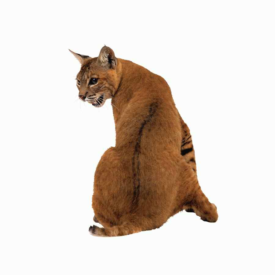 Lions, Tigers and Bears - Photodisc Object Series ></a>
<script language=JavaScript> 
  var txt = 