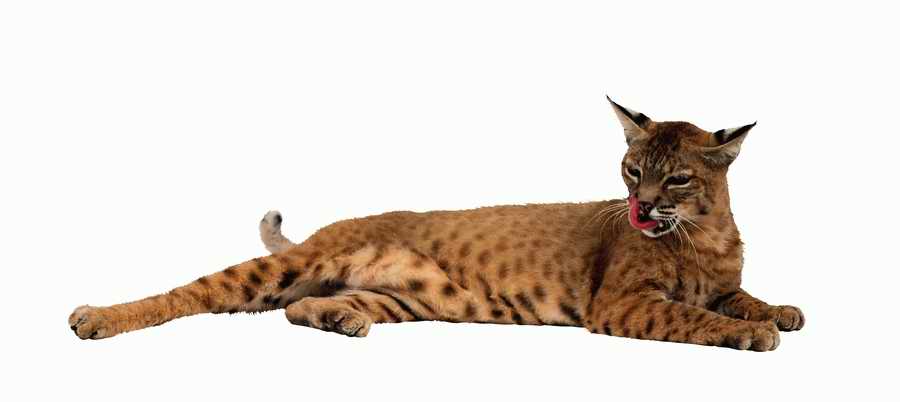 Lions, Tigers and Bears - Photodisc Object Series ></a>
<script language=JavaScript> 
  var txt = 