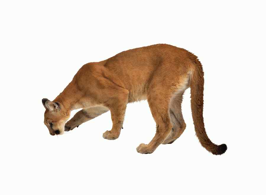 Lions, Tigers and Bears - Photodisc Object Series ></a>
<script language=JavaScript> 
  var txt = 