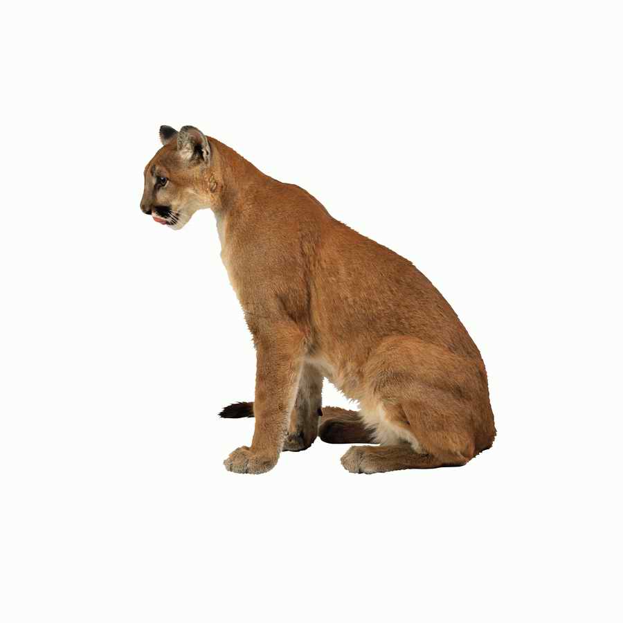 Lions, Tigers and Bears - Photodisc Object Series ></a>
<script language=JavaScript> 
  var txt = 