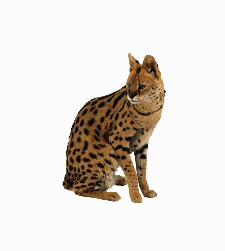 Lions, Tigers and Bears - Photodisc Object Series ></a>
<script language=JavaScript> 
  var txt = 