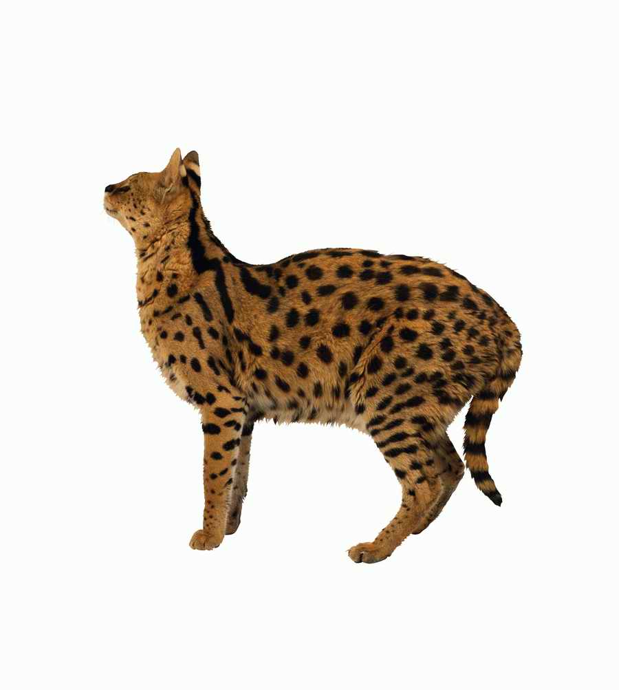 Lions, Tigers and Bears - Photodisc Object Series ></a>
<script language=JavaScript> 
  var txt = 