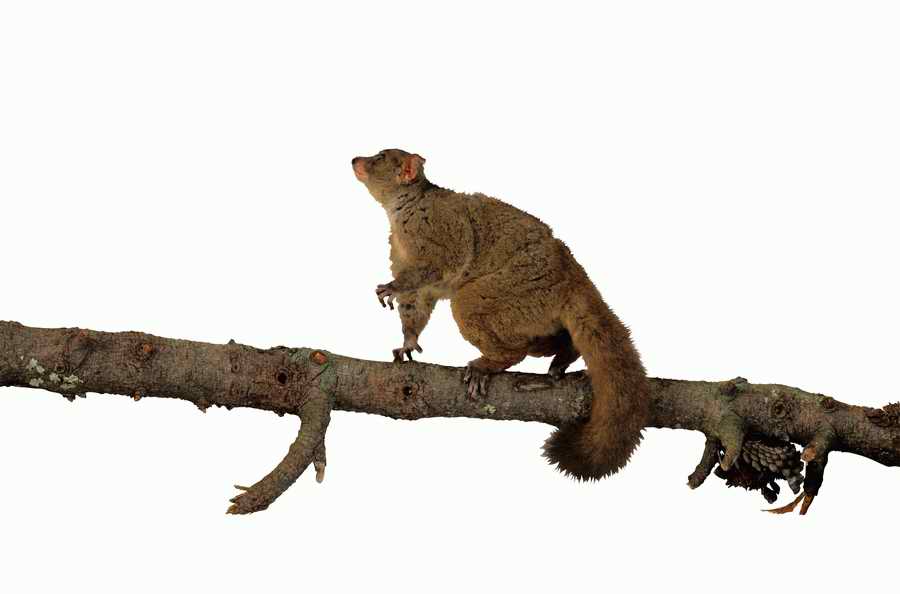 Lions, Tigers and Bears - Photodisc Object Series ></a>
<script language=JavaScript> 
  var txt = 