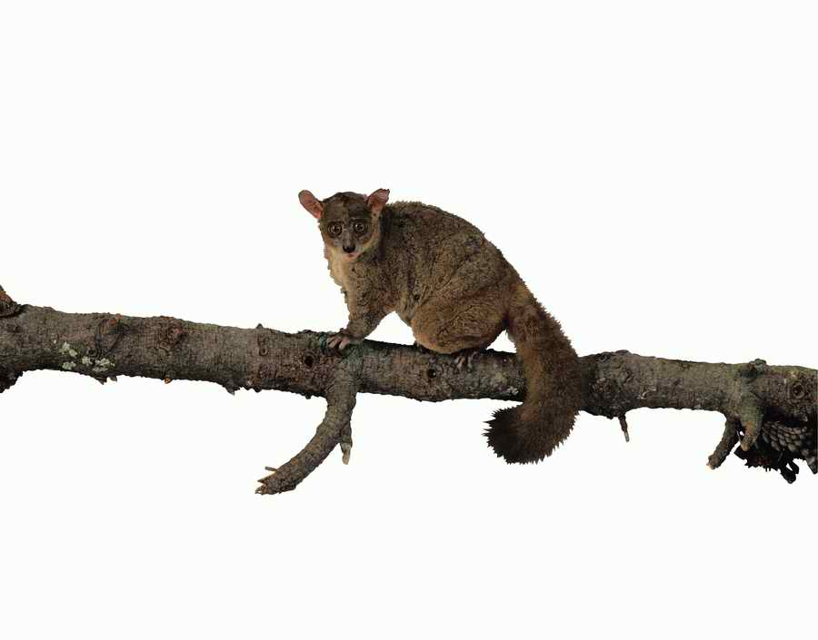 Lions, Tigers and Bears - Photodisc Object Series ></a>
<script language=JavaScript> 
  var txt = 