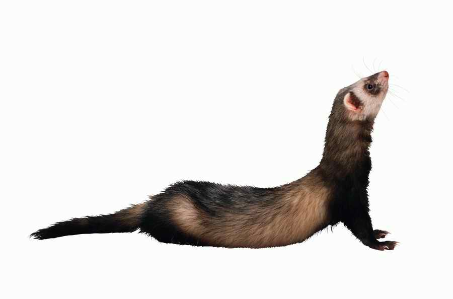 Lions, Tigers and Bears - Photodisc Object Series ></a>
<script language=JavaScript> 
  var txt = 