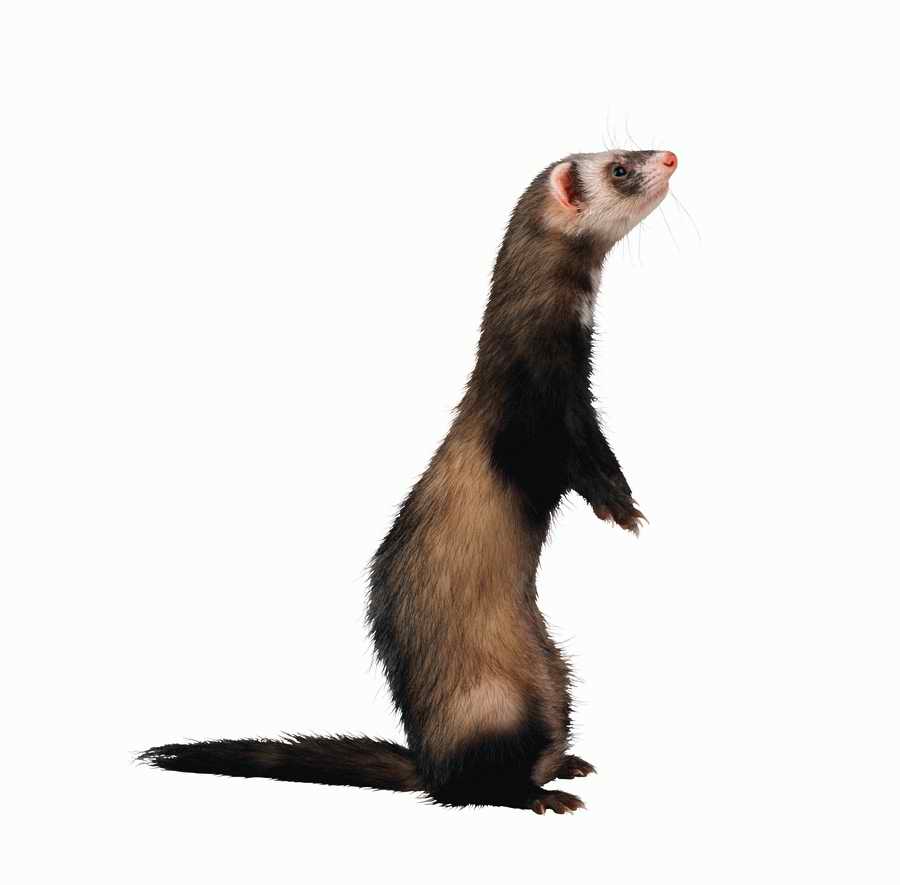 Lions, Tigers and Bears - Photodisc Object Series ></a>
<script language=JavaScript> 
  var txt = 